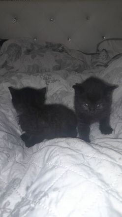 Kitten BKH 2 Mädchen