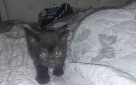 Kitten BKH 2 Mädchen