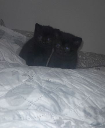 Kitten BKH 2 Mädchen