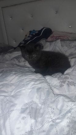 Kitten BKH 2 Mädchen