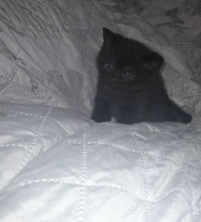 Kitten BKH 2 Mädchen