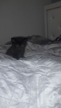 Kitten BKH 2 Mädchen