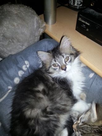 BLH EKH Kitten 8 Monate m/w