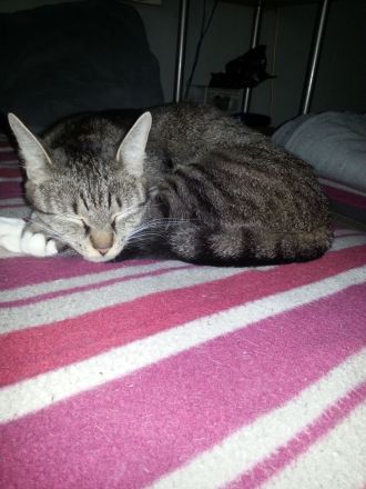 BLH EKH Kitten 8 Monate m/w