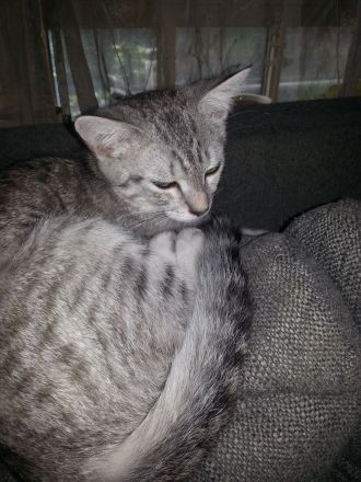 BLH EKH Kitten 8 Monate m/w