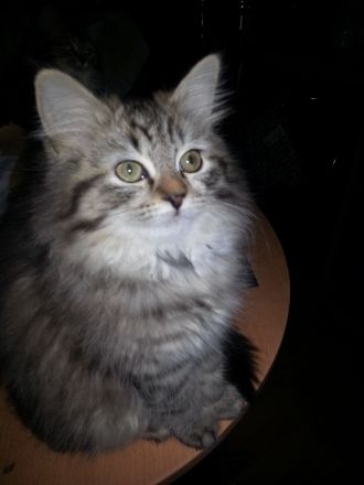 BLH EKH Kitten 8 Monate m/w