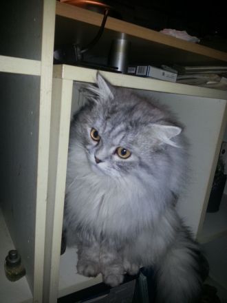 BLH EKH Kitten 8 Monate m/w