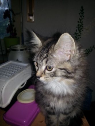 BLH EKH Kitten 8 Monate m/w