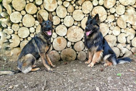 Deutsche Schäferhundwelpen