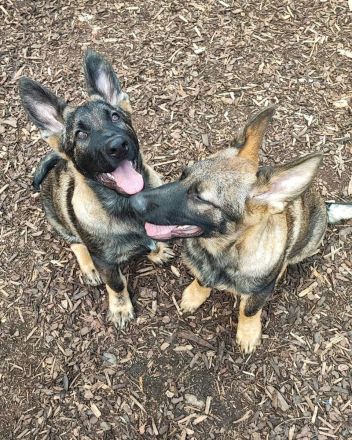 Deutsche Schäferhundwelpen