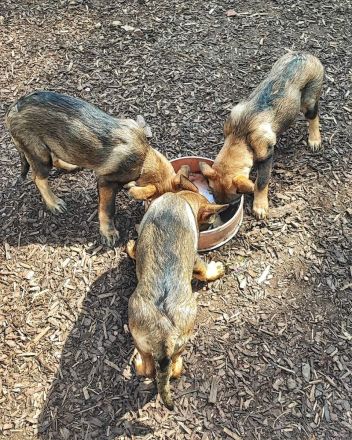 Deutsche Schäferhundwelpen