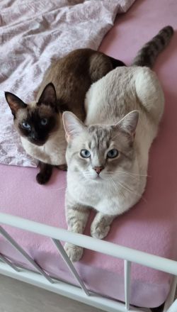 Edelmix BKH Siam bildschön! Nur noch ein Kater!