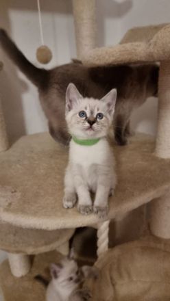 Edelmix BKH Siam bildschön! Nur noch ein Kater!