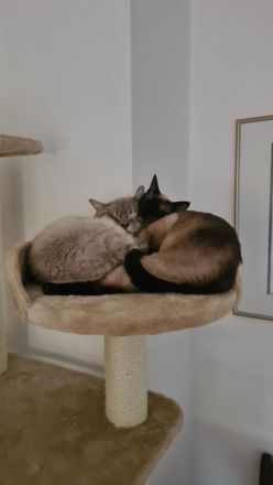 Edelmix BKH Siam bildschön! Nur noch ein Kater!