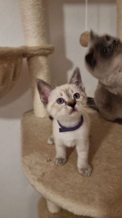 Edelmix BKH Siam bildschön! Nur noch ein Kater!