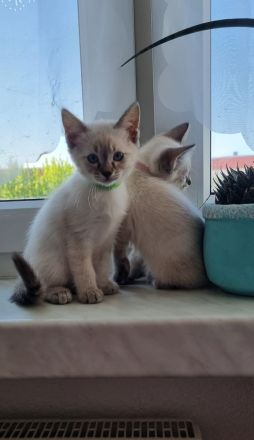 Edelmix BKH Siam bildschön! Nur noch ein Kater!