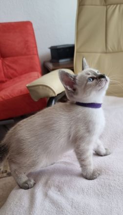 Edelmix BKH Siam bildschön! Nur noch ein Kater!