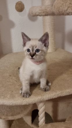 Edelmix BKH Siam bildschön! Nur noch ein Kater!