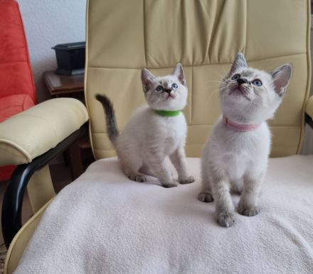 Edelmix BKH Siam bildschön! Nur noch ein Kater!