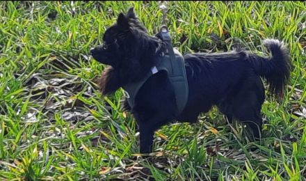 Unser schwarzer deckrüde