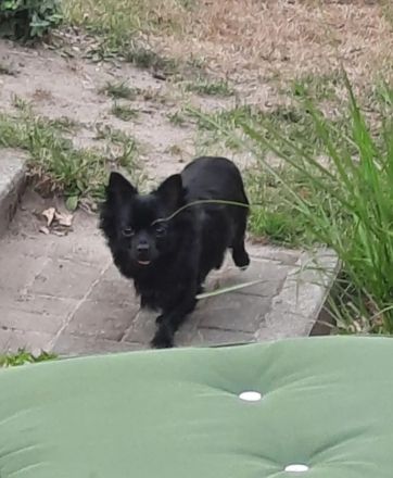 Unser schwarzer deckrüde