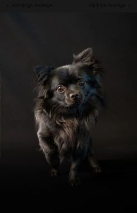 Unser schwarzer deckrüde