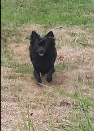 Unser schwarzer deckrüde