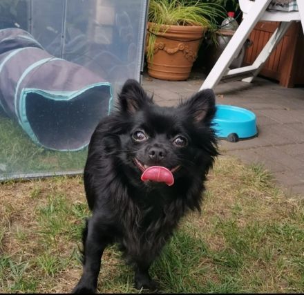 Unser schwarzer deckrüde