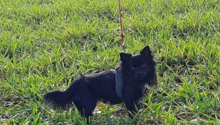 Unser schwarzer deckrüde