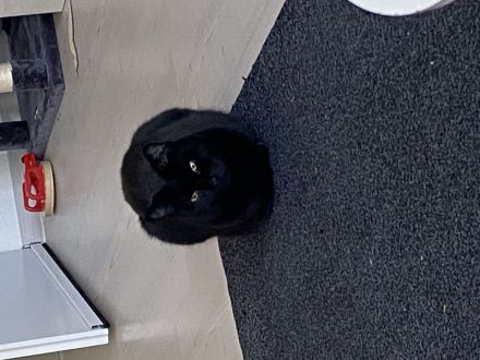 Sehr lieber Kater Perser Bombay Mix