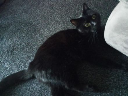 Sehr lieber Kater Perser Bombay Mix