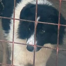 lieber, kastrierter Free im Tötungstierheim in Rumänien, hofft auf Rettung durch tierliebe Menschen