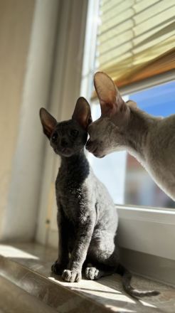 Cornish Rex vom Hohen Fläming