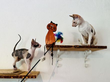 Cornish Rex vom Hohen Fläming