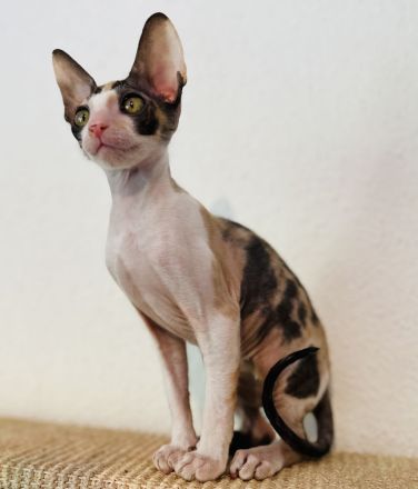 Cornish Rex vom Hohen Fläming