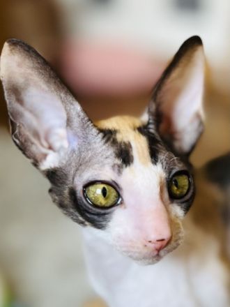 Cornish Rex vom Hohen Fläming