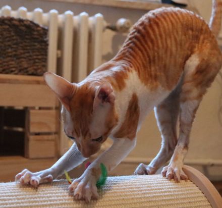 Cornish Rex vom Hohen Fläming