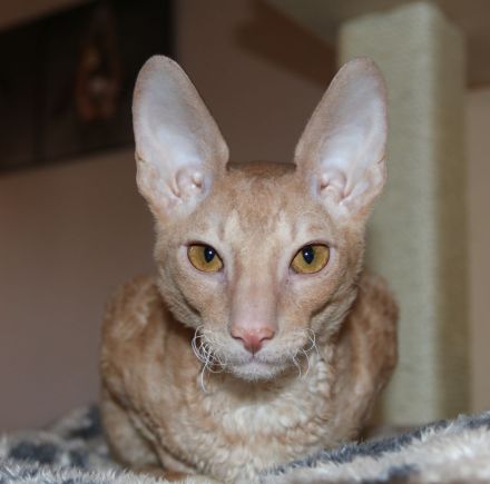 Cornish Rex vom Hohen Fläming