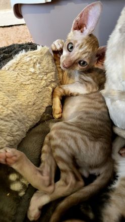 Cornish Rex vom Hohen Fläming