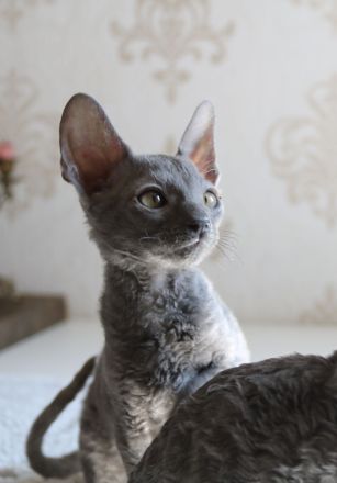 Cornish Rex vom Hohen Fläming