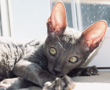 Cornish Rex vom Hohen Fläming