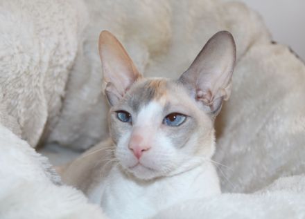 Cornish Rex vom Hohen Fläming