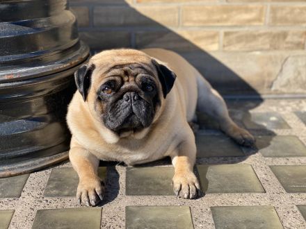 Reinrassiger Mops - Deckrüde