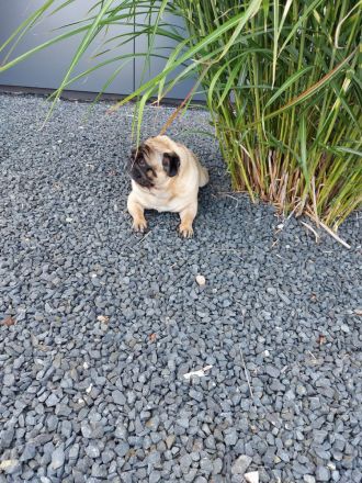 Reinrassiger Mops - Deckrüde