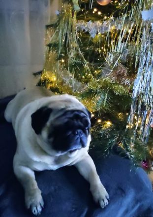 Reinrassiger Mops - Deckrüde