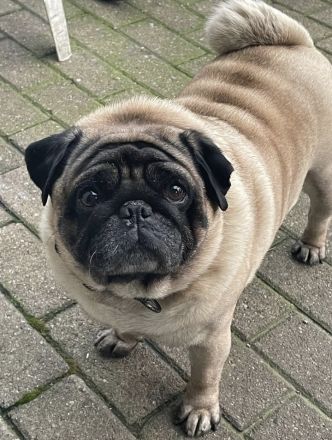 Reinrassiger Mops - Deckrüde