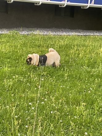 Reinrassiger Mops - Deckrüde