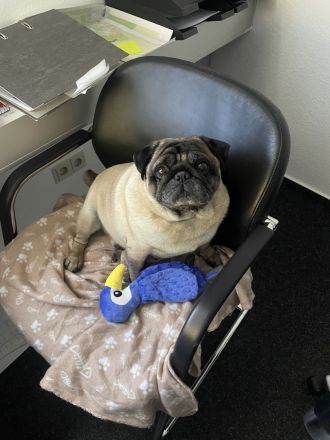 Reinrassiger Mops - Deckrüde