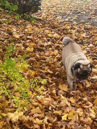Reinrassiger Mops - Deckrüde