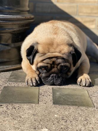 Reinrassiger Mops - Deckrüde